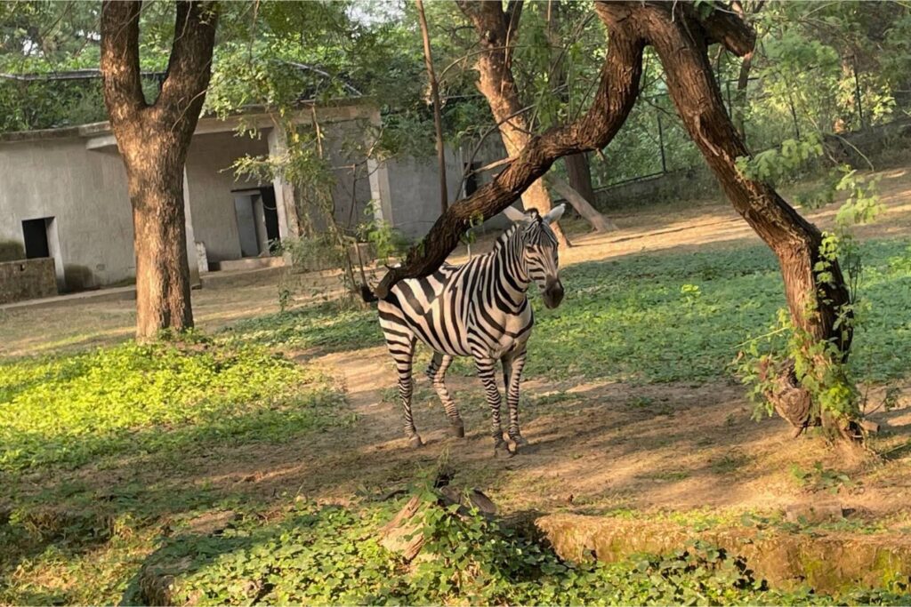 Kanpur Zoological Park